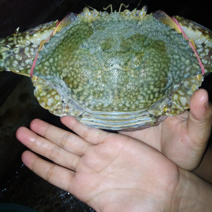 Terlaris Rajungan Super & Fresh