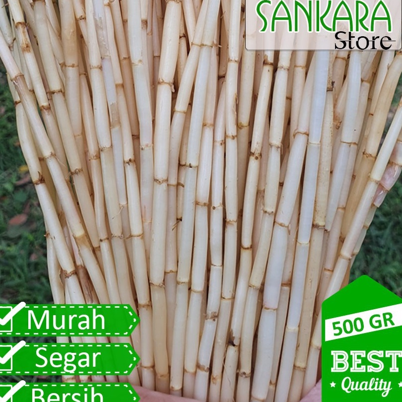 

Ready Stock Akar Alang Alang SEGAR 500 gr Ready