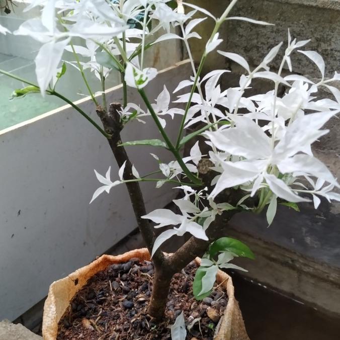 BARU  Bonsai anting putri salju tanaman hias anting putri bunga