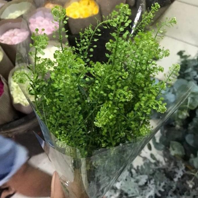 

Terbaru Daun Thlaspi Segar