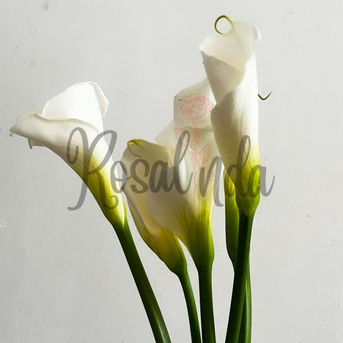 Promo Bunga A Lily Putih / Bunga Potong Segar