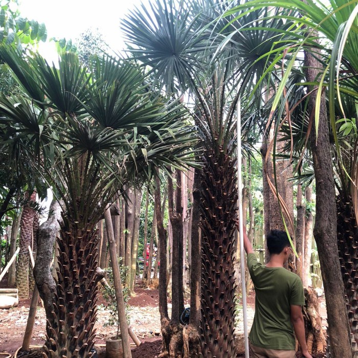 

Best Seller Palm Kopernis Alba 1 - 2,5 M Batang Keras