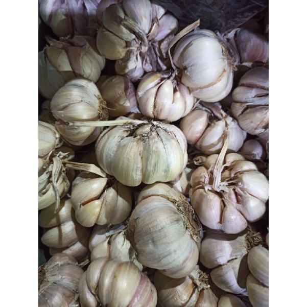 

Bawang Putih Lv