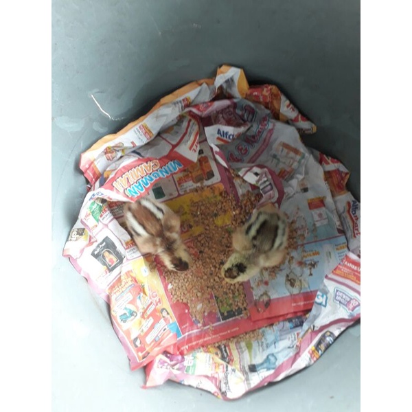 Ayam Pama IQ 1 bulan +-