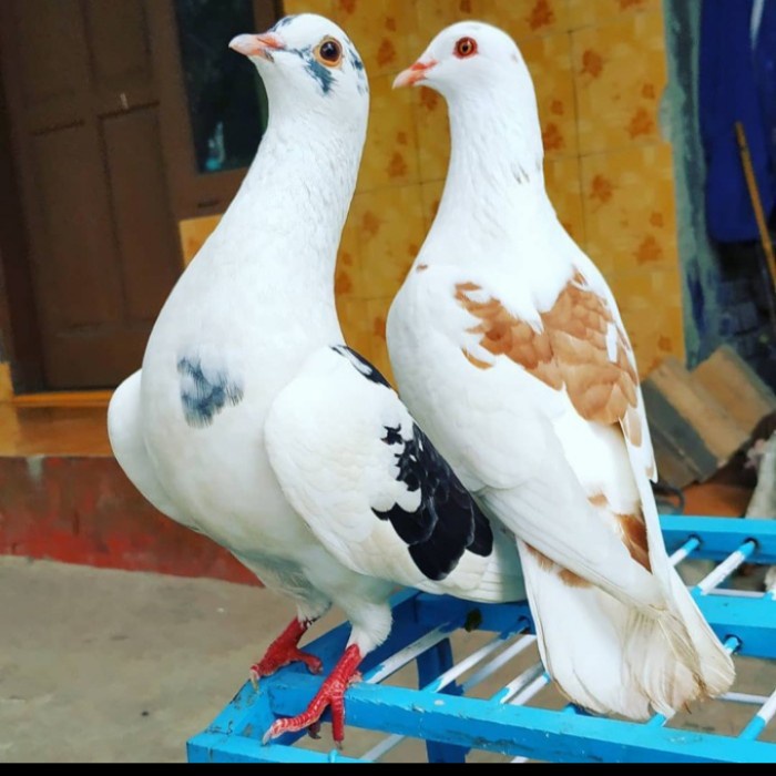 Best Seller Burung Dara / Merpati Sepasang Giring Keras Free Jagung Kristal