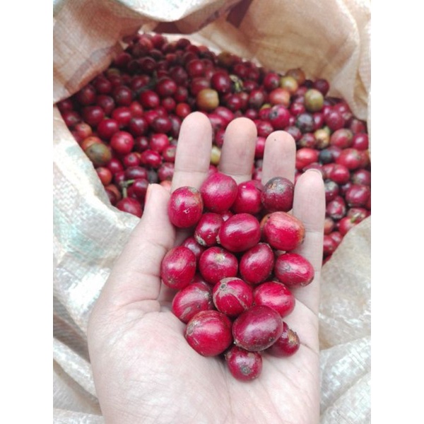 

GREEN BEAN PETIK MERAH LAMPUNG 1KG