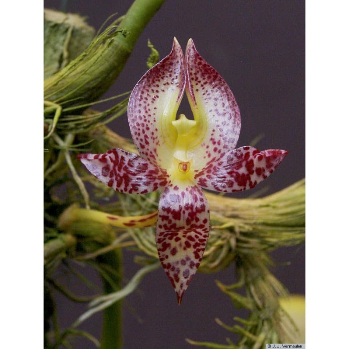 BULBOPHYLLUM MACRANTHUM ORIGINAL