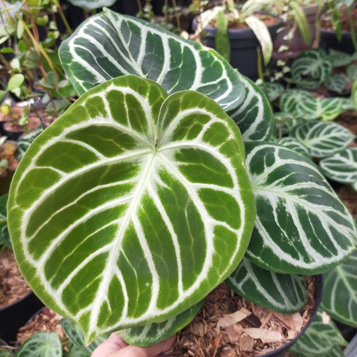 ANTHURIUM MANGKOK DORAYAKI +SILVER BLUSH ORIGINAL