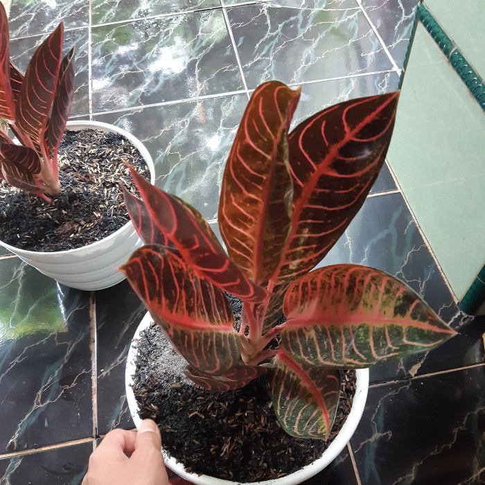 TANAMAN HIAS AGLONEMA RED SUMATERA - PRIDE OF SUMATRA ORIGINAL