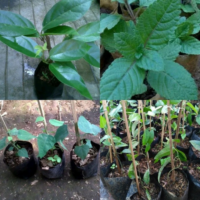 PAKET 4 BIBIT TANAMAN DAUN CINCAU HIJAU & HITAM ORIGINAL