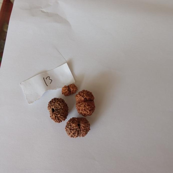 $+$+$+$+] Rudraksa Mukhi Garis 13