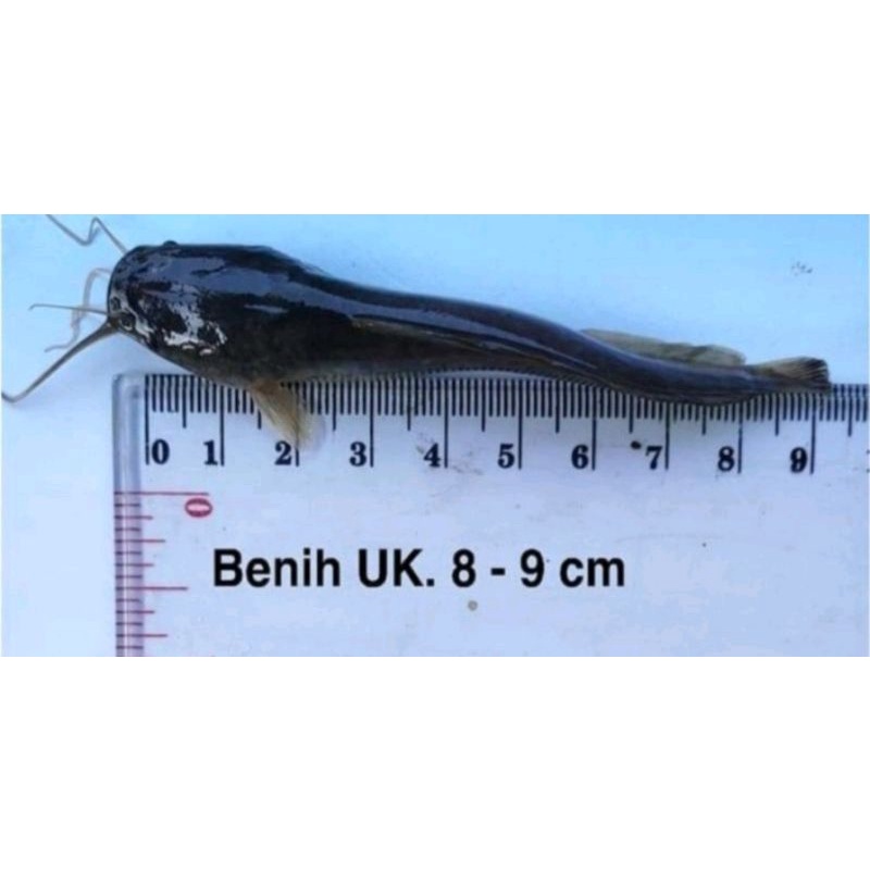 Bibit Lele uK 89 100 ekor