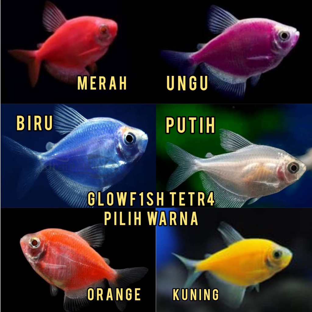 Ornamen ikan glofis t3tra termurah bisa pilih warna Termurah