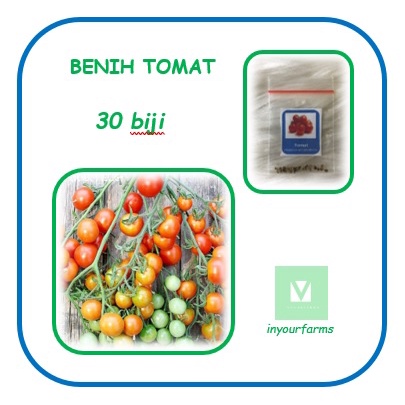 Benih Tomat Rampai