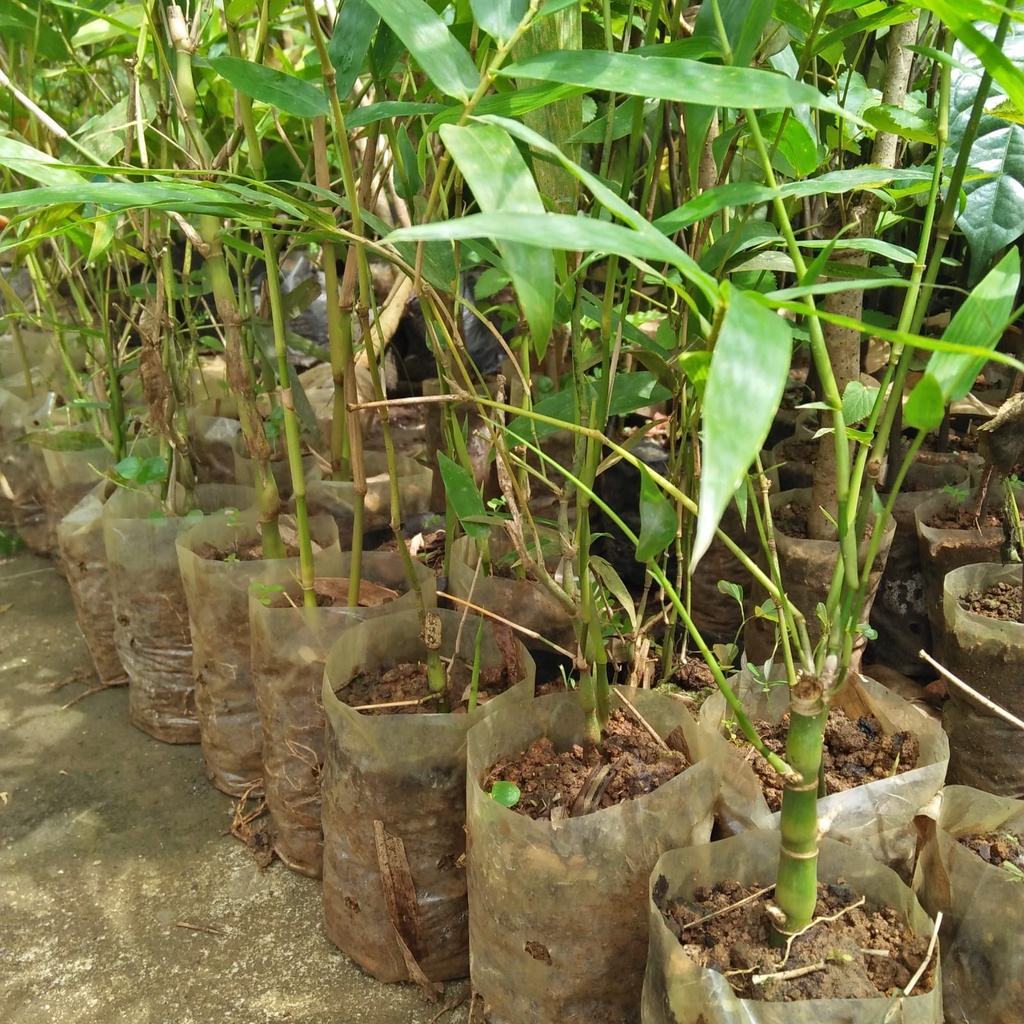 Bibit Tanaman unik & langka Bambu Kodok/katak/tasbih - Bisa di bonsai