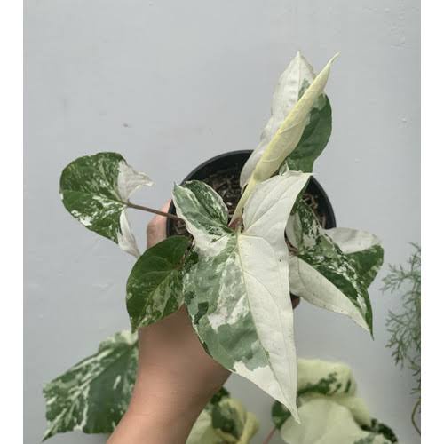 Syngonium Albo French Marble Keladi Varigata Albino Variegata