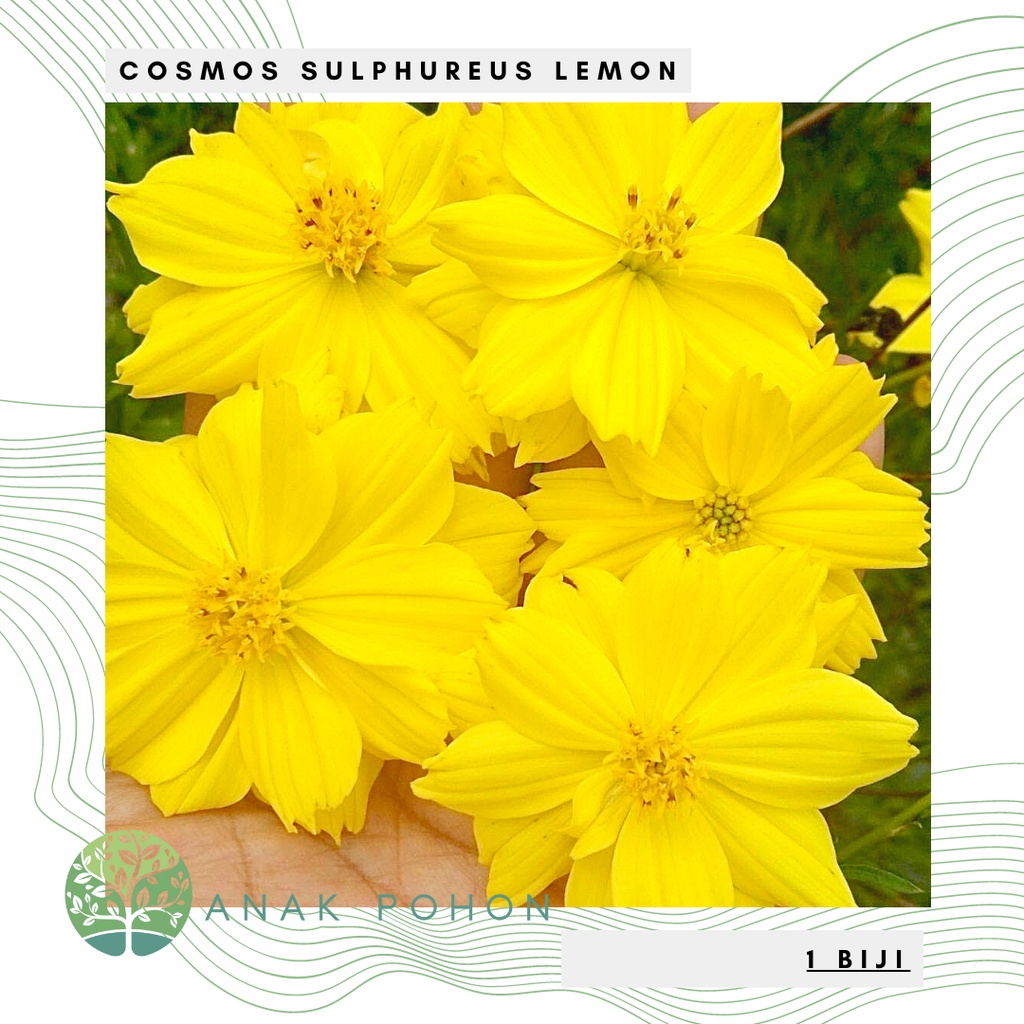 Benih Bibit Biji - Bunga Cosmos Sulphureus Lemon Yellow Flower Seeds