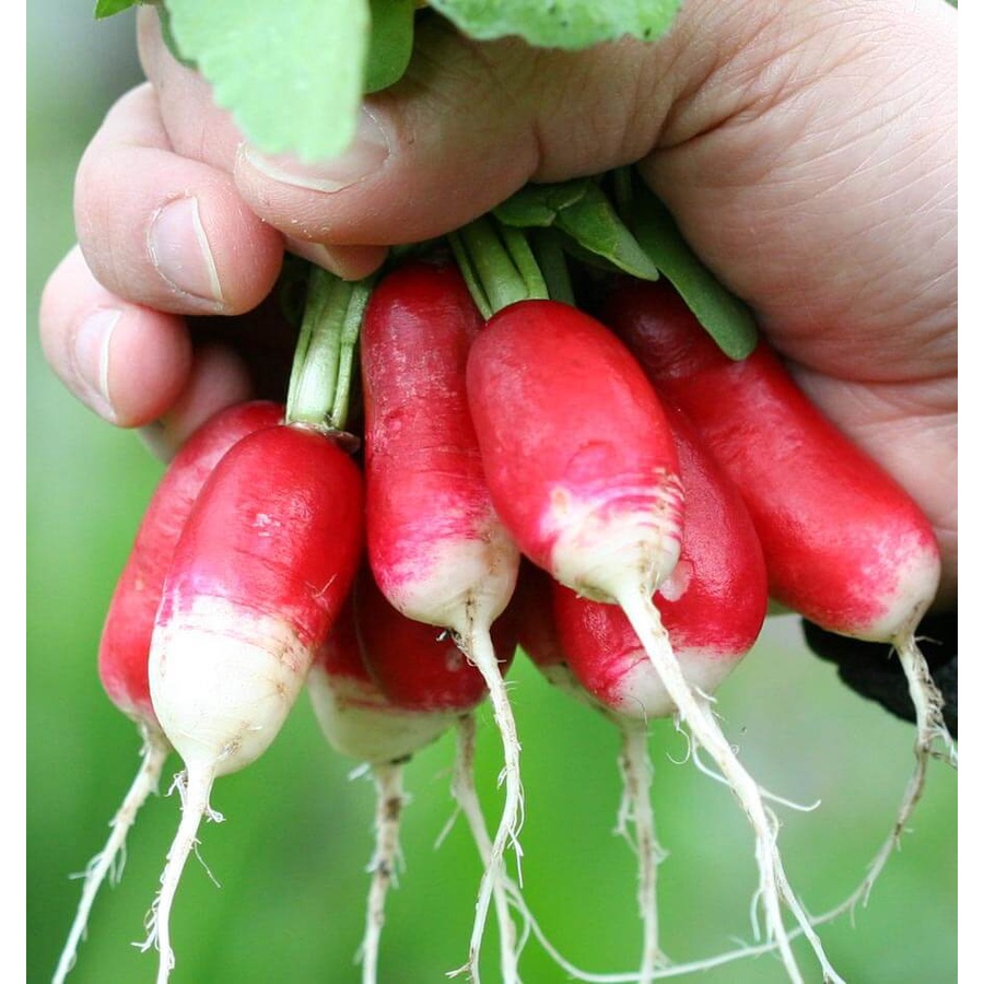 Benih Bibit Biji - Lobak Radish French Breakfast 3 Raphanus sativus Seeds - IMPORT