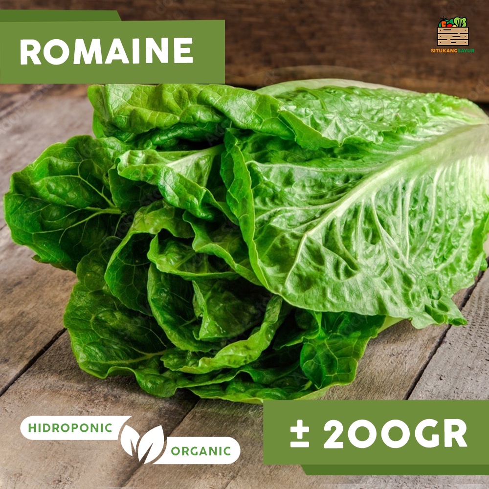 

Sayur Selada Romaine Organik | ±200gr (Kota Bandung & Sekitar)