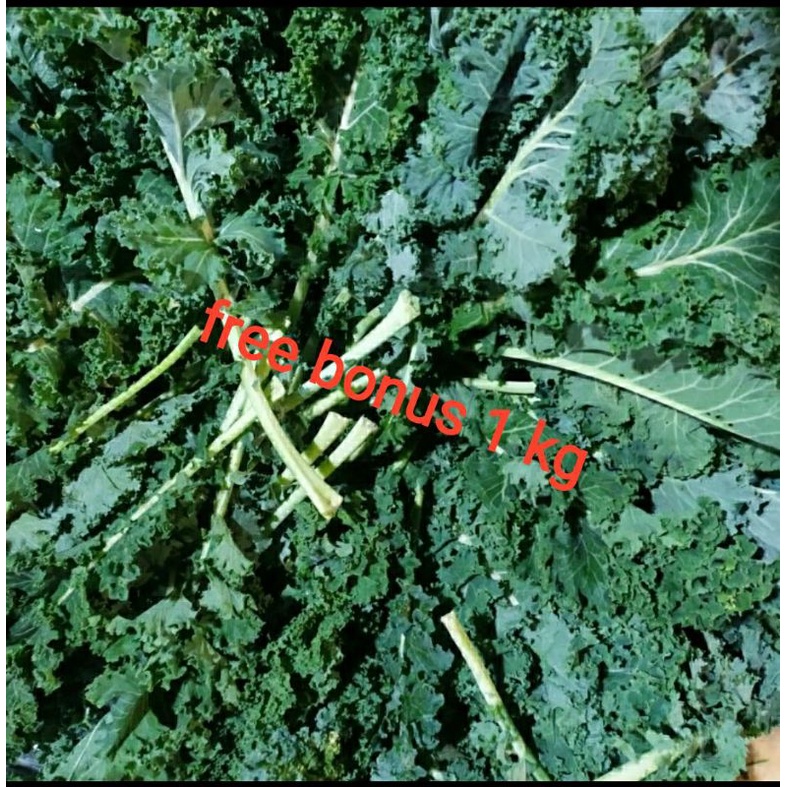 

daun kale segar 250gr + gratis bonus