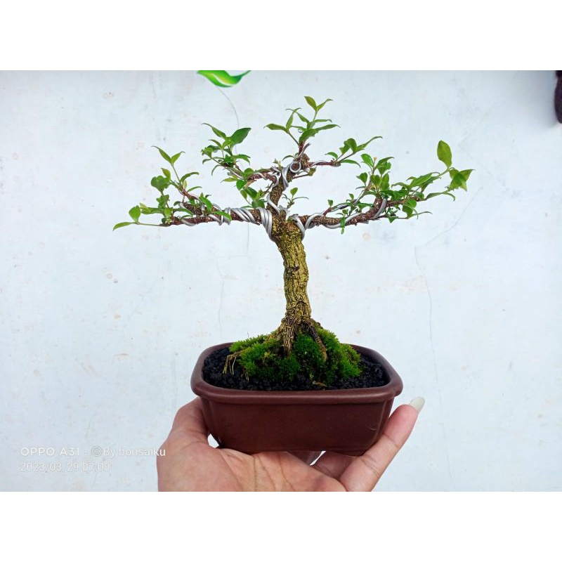 Bonsai Sakura Mikro siap pajang