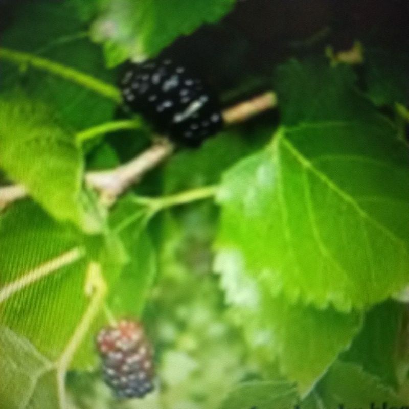

Organik Daun Murbei / Mulberry Leaves (30 Lembar)