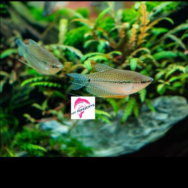 Ikan hias sepat mutiara