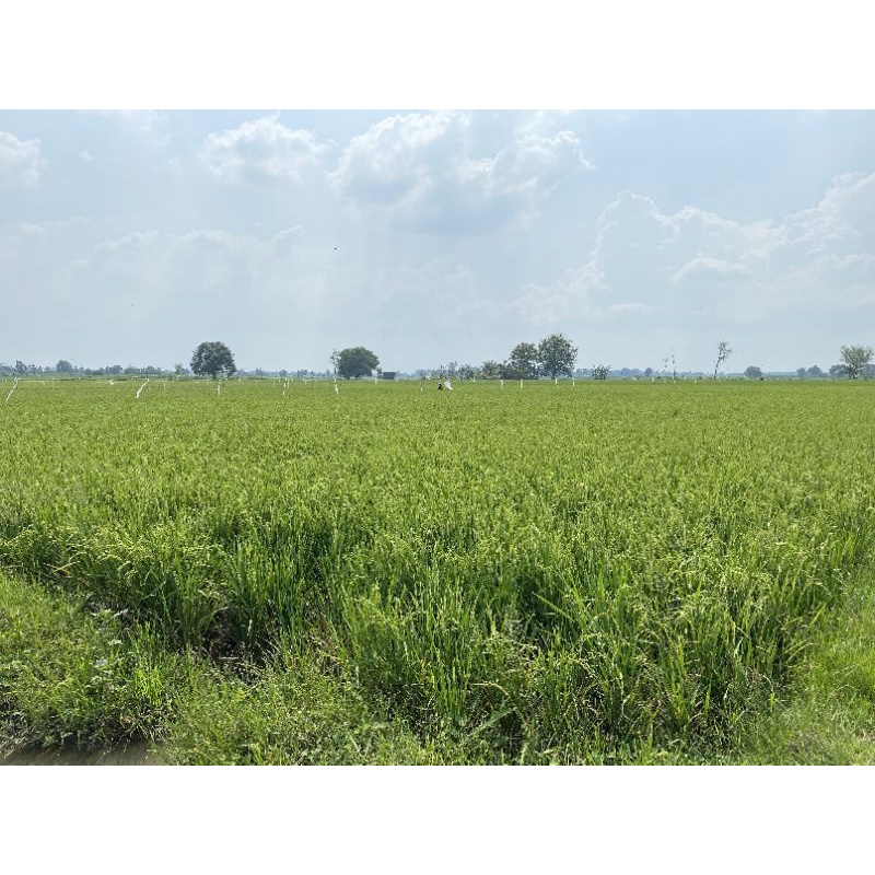 Benih Padi Inpari 32