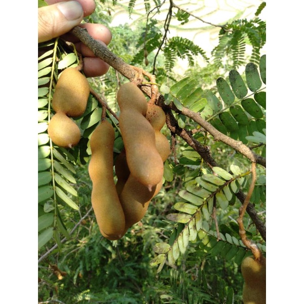 

asam muda segar 1kg