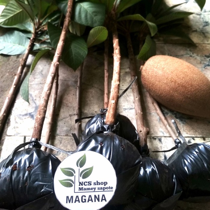 PREMIUM MAMEY SAPOTE MAGANA/SAWO JUMBO/BIBIT TANAMAN MAMEY -D;