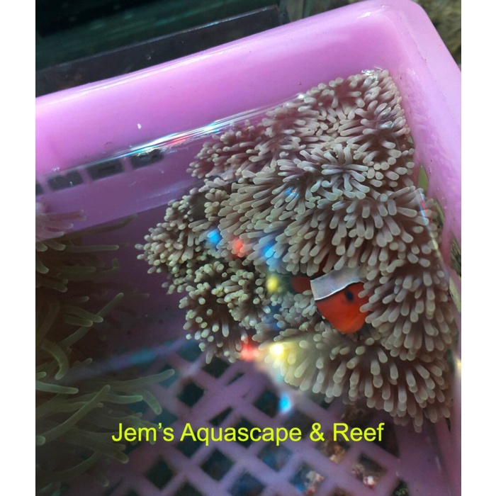 Terlaris Anemon Karpet