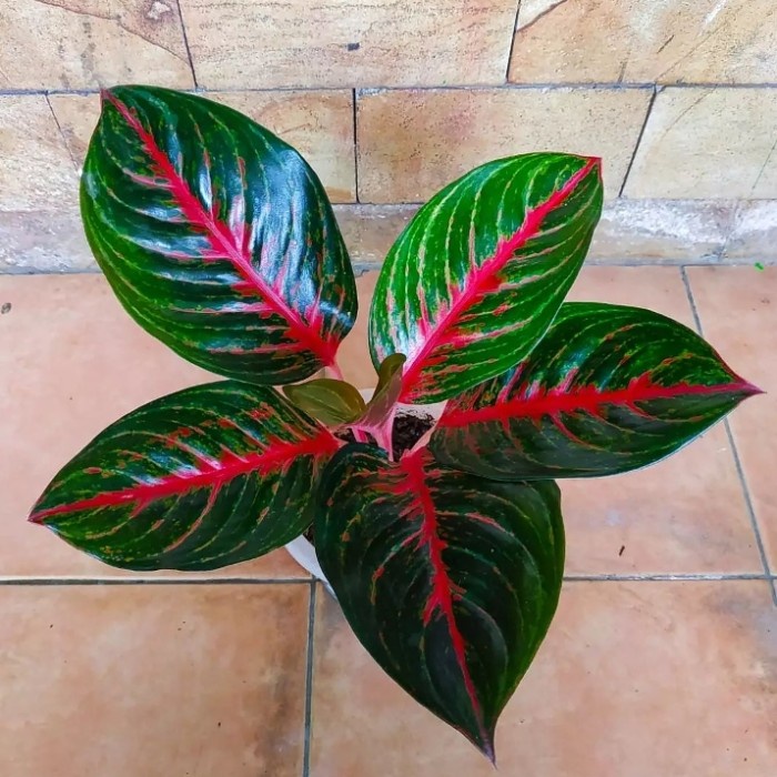 Terlaris Aglonema Red Borju Dewasa Daun 7-8-9++