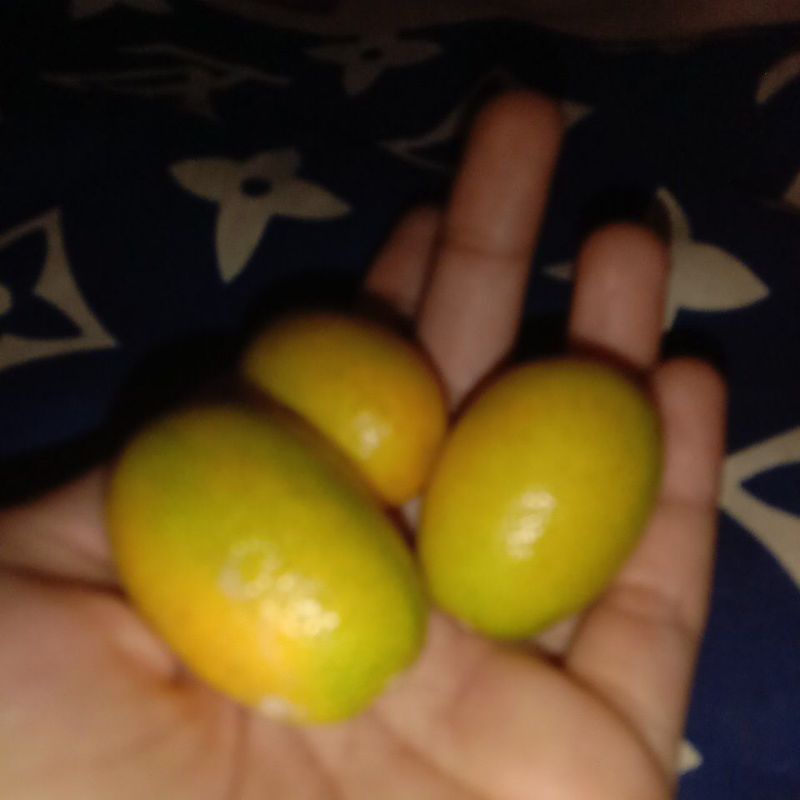 

jeruk miniii