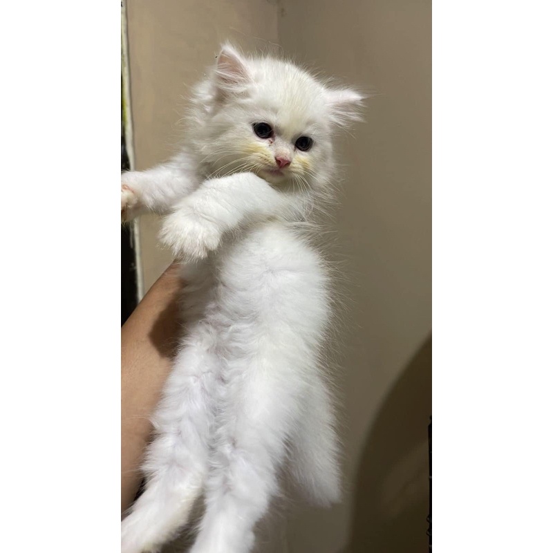 Kucing Anggora Persia Domestik