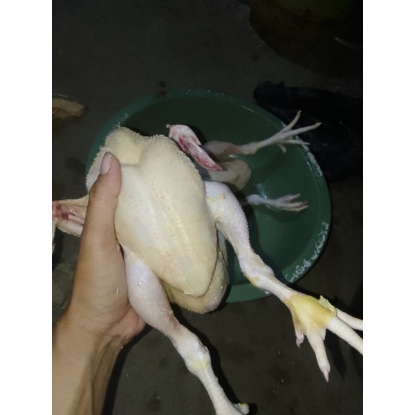 

ayam potong 1ekor bersih