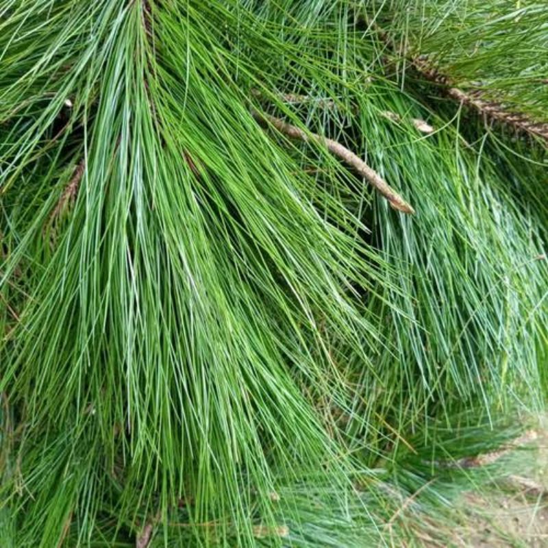 

Daun Pinus Segar 1kg Murah Kualitas Terbaik Obat Herbal