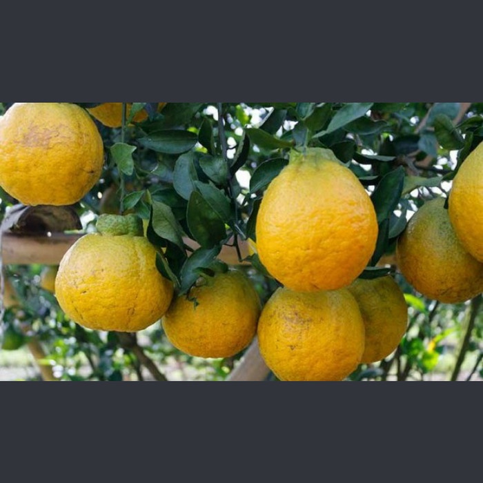 TERLARIS Bibit Buah Jeruk Dekopon Kondisi Sudah Berbuah Rimbun | Pohon jeruk