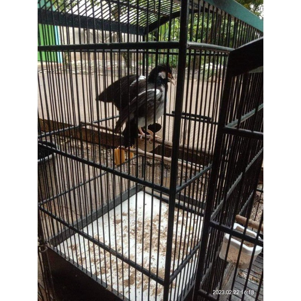 Burung Jalak jsj Suren galak jinak gacor sdh mompa berisikkk sekali