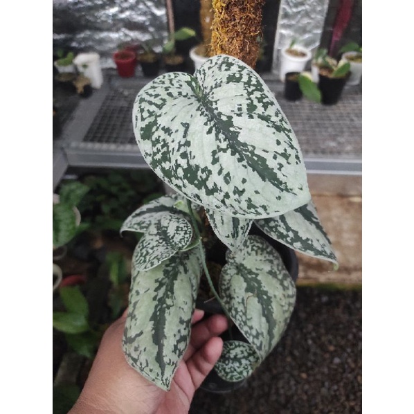 Tanaman Hias Scindapsus Tricolor