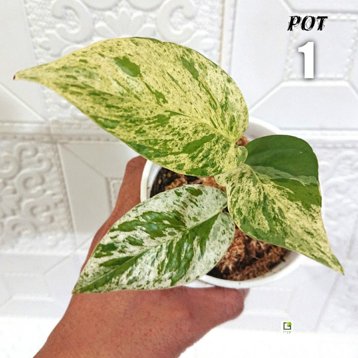 Terlaris Epipremnum Pinnatum Marble Variegata - Pot 1