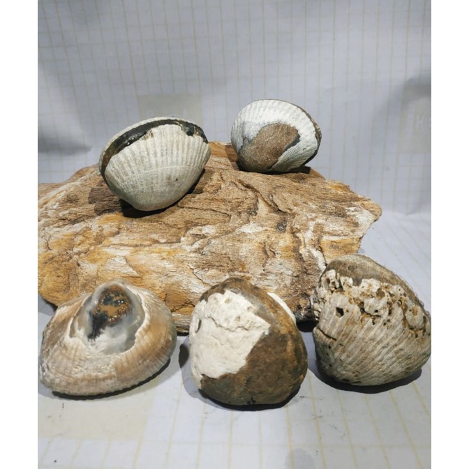 batu fosil kerang dara laut usia 30 juta tahun