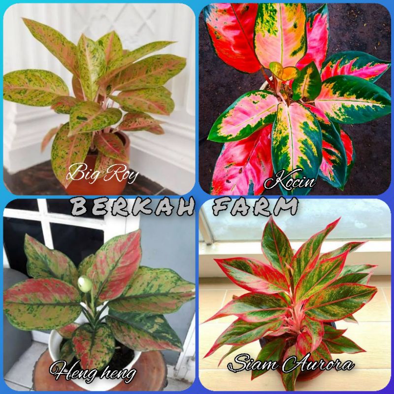 Paket terMurah 4 jenis Aglonema remaja - dewasa