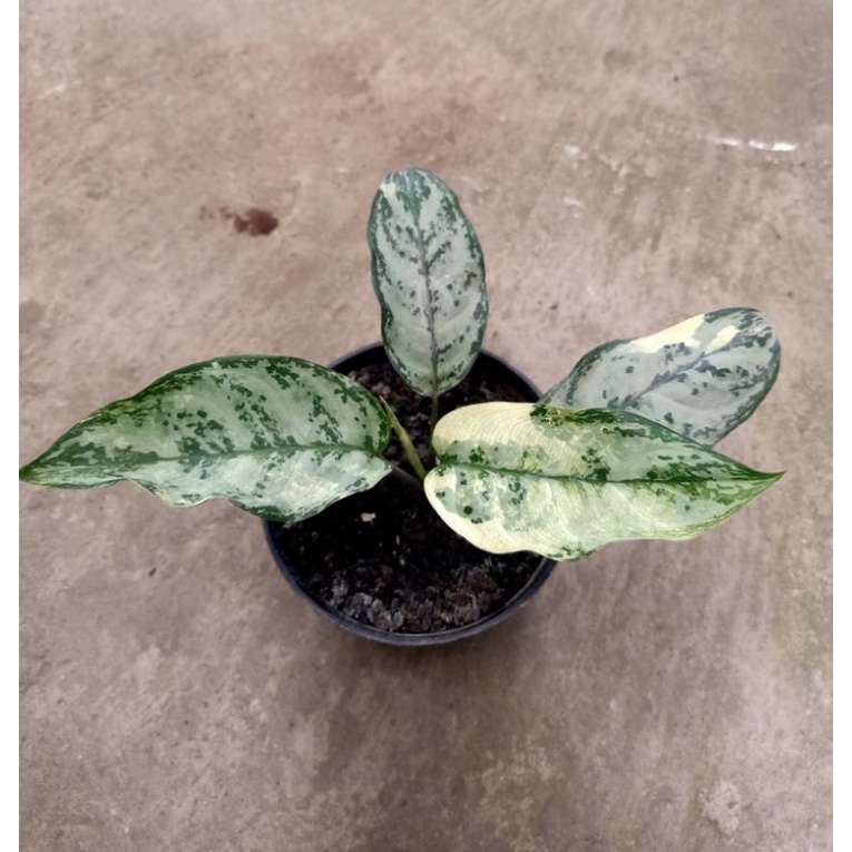 aglaonema commutatum variegata