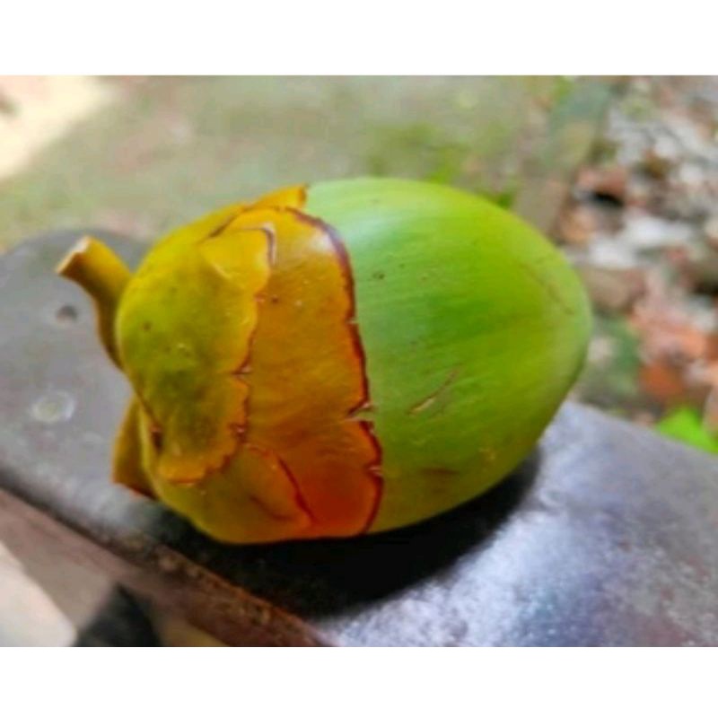 

Beruluk/mbluk obat diabets/5pcs