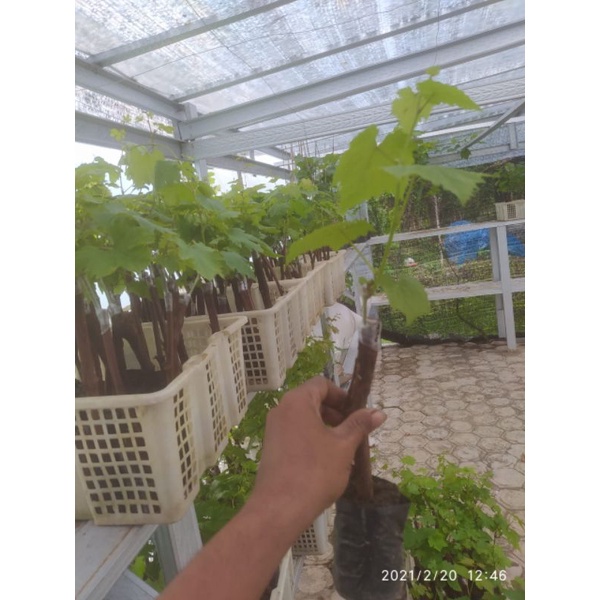PROMO BIBIT ANGGUR IMPOR HITAM(SUPER MURAH)