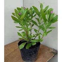 BIBIT GINGSENG JAWA (HERBAL) beli 5 gratis 1