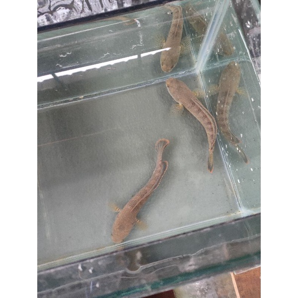 limbata pair/limbata sepasang