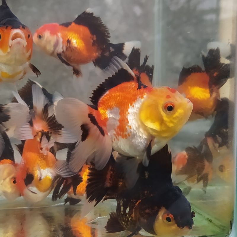 Oranda 3 Color. 7-8 Cm