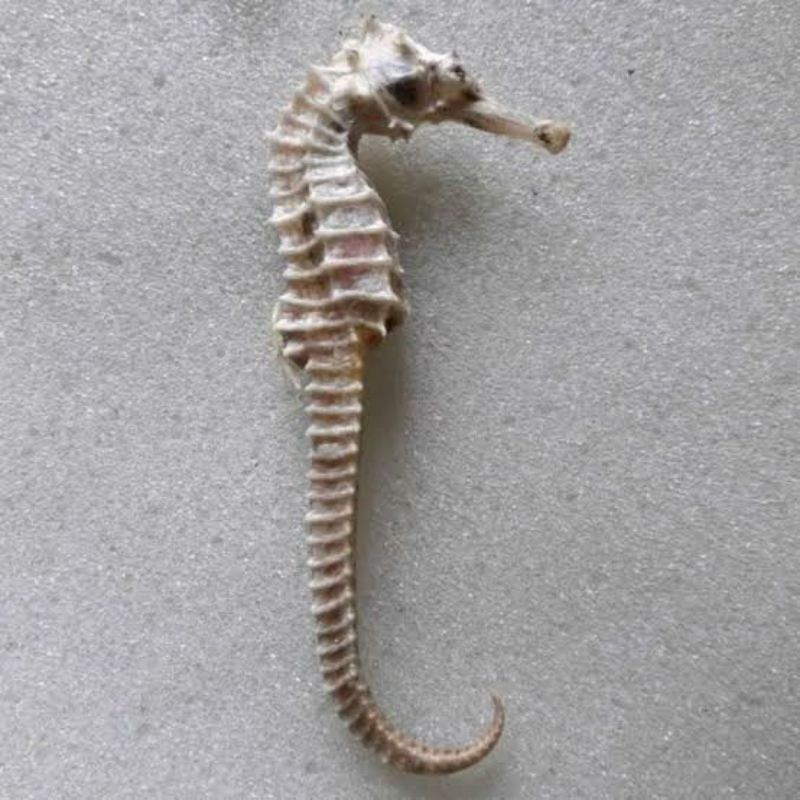 

KUDA LAUT | KUDA LAUT KERING SUPER UK 5-6CM