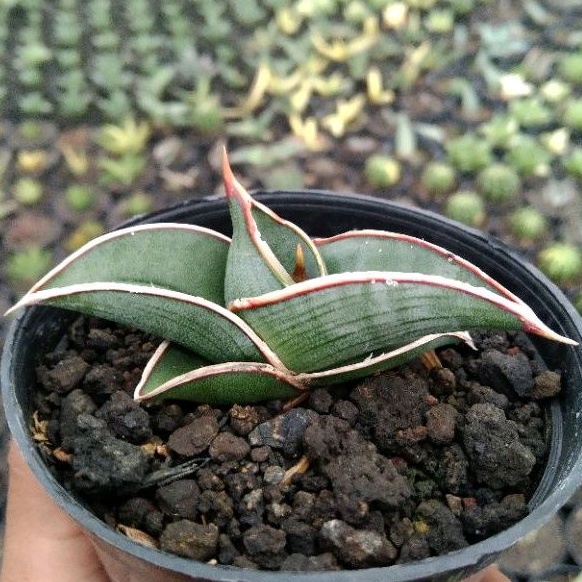 kaktus sukulen// sansevieria rorida